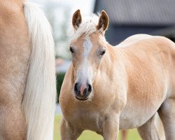 dressage horse Amando (Haflinger, 2022, from Amore Mio)