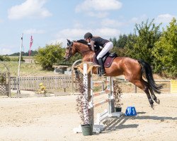 broodmare Vendetta 16 (Oldenburg show jumper, 2015, from Valentino)