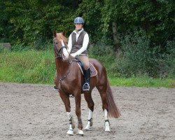 dressage horse Hannes (Hanoverian, 2008, from Hampton)