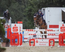 jumper I-Sterne vd Vosberg (Belgian Warmblood, 2008, from Sir Shutterfly)