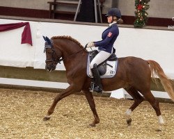 dressage horse Jokers Jungle Prince (German Riding Pony, 2005, from Jockers Golden Boy)