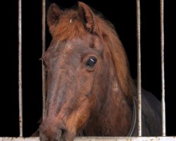 dressage horse Sissi 583 (German Riding Pony, 1990)