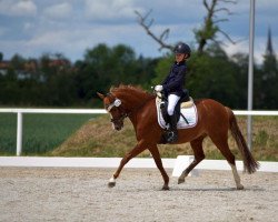 dressage horse Quarterback's Sunshine (German Riding Pony, 2015, from Quaterback's Junior)