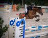 jumper Royani (Oldenburg show jumper, 2007, from Rodrigo)