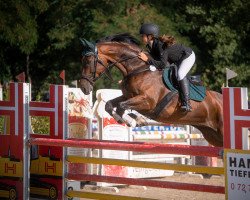 jumper Rodizetti (Oldenburg show jumper, 2010, from Rodrigo)