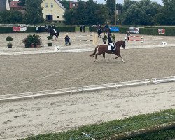 dressage horse Doo Little 2 (German Riding Pony, 2013, from FS Daddy Cool)