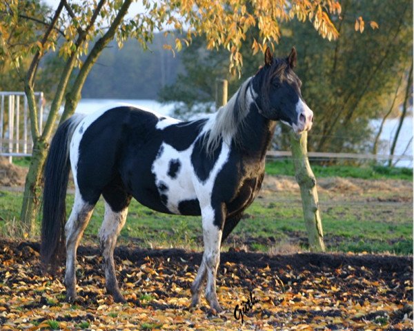 stallion Doc O Mount (Paint Horse, 2001, from Mister Painted OLena)