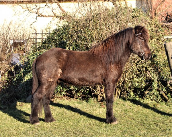 Pferd Fleygur (Islandpferd, 2014)