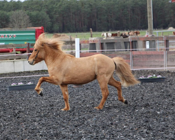 Pferd Kristall vom Laekerhof (Islandpferd, 2017)