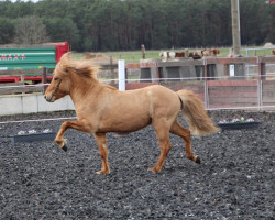 horse Kristall vom Laekerhof (Islandpferd, 2017)