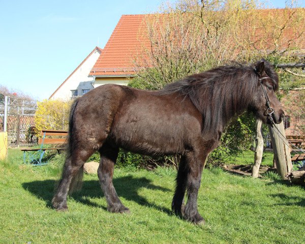 Pferd Lomur (Islandpferd, 2022)