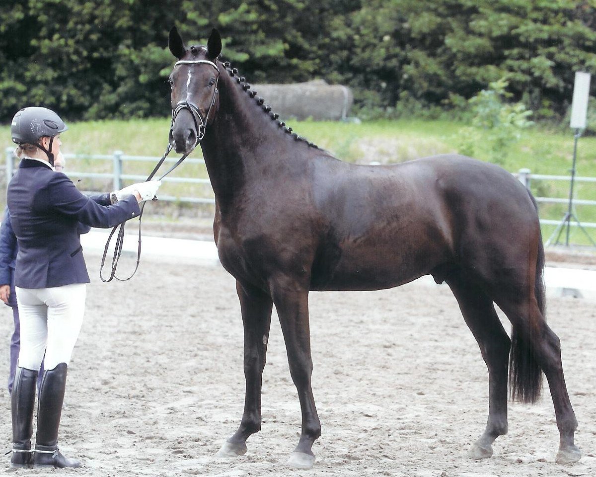 Dressurpferd Sternenklar (Oldenburger, 2008, von San Schufro)