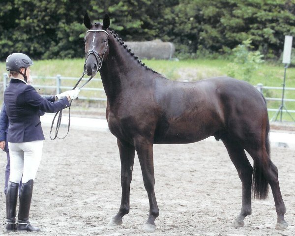 dressage horse Sternenklar (Oldenburg, 2008, from San Schufro)