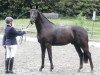 dressage horse Sternenklar (Oldenburg, 2008, from San Schufro)