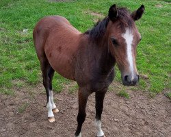 Springpferd Ria Räubertochter (Deutsches Reitpony, 2020, von Rio DH)