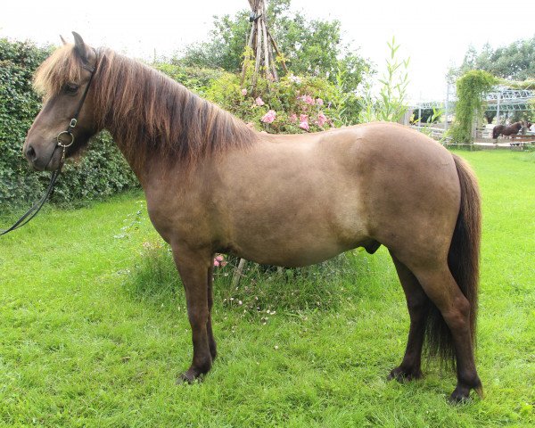 horse Farsaell (Iceland Horse, 2010)