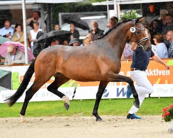 broodmare Zahara Diamond (Oldenburg, 2019, from Indian Rock)