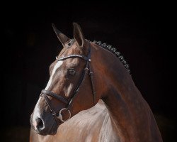 jumper Confection 3 (Oldenburg show jumper, 2016, from Cornet's Prinz)