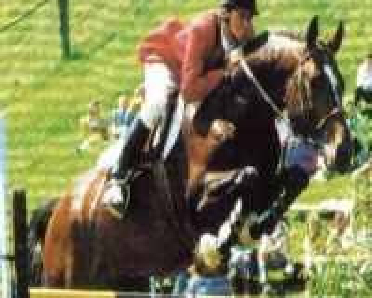 Deckhengst Amaro D (Zweibrücker, 1984, von Alexis Z)