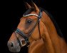 dressage horse Aqui R (Holsteiner, 2016, from Amber 119)