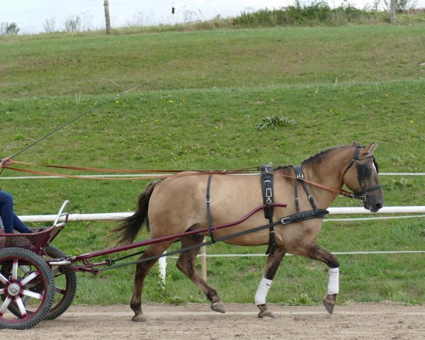 Pferd Pux (Welsh-Cob (Sek. D), 2014)