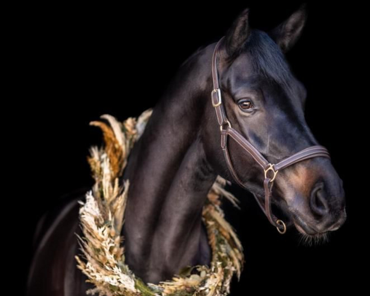 jumper Deichgraf H (Hanoverian, 2017, from Diacontinus)