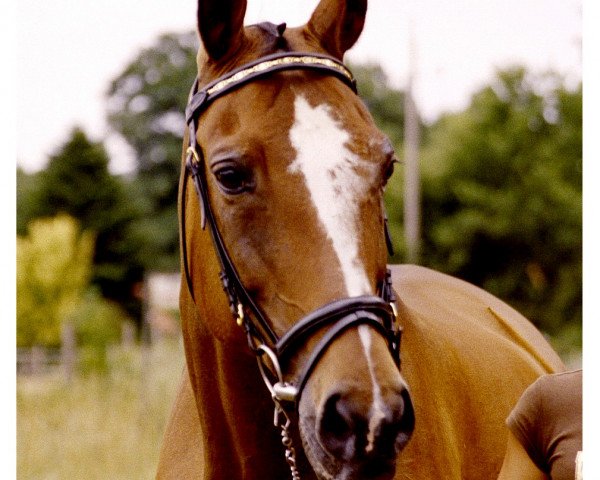 horse Amali (Hanoverian, 1983, from Atatuerk)