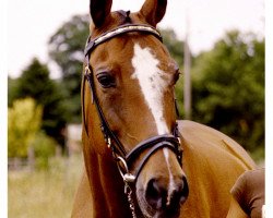 Pferd Amali (Hannoveraner, 1983, von Atatuerk)