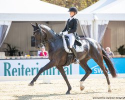 dressage horse Surabaya M (Hanoverian, 2011, from San Amour I)