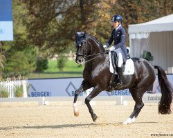 dressage horse Don Design Dc (Hanoverian, 2010, from Der Designer)