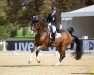 dressage horse Let It Be Nrw (Westphalian, 2010, from Lissaro)