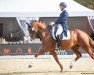 dressage horse Quater Girl (Hanoverian, 2013, from Quaterhall)