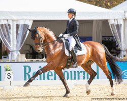 dressage horse Fürst Ferdinand zur (Bavarian, 2009, from Fürst Hohenstein)