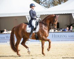 dressage horse Valesco 50 (Westfale, 2011, from Vitalis)