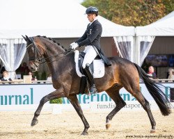 dressage horse Bluetooth OLD (Oldenburg, 2010, from Bordeaux 28)