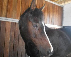 dressage horse Cosmee (German Riding Pony, 1994, from Confetti)