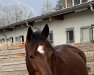 dressage horse Der Kleine Tänzer (German Riding Pony, 2016, from Reitland's Du oder Keiner)