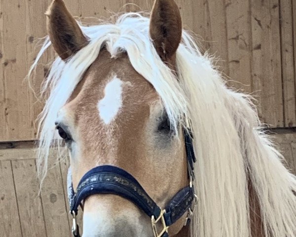 dressage horse AC/DC (Haflinger, 2016, from Amore Mio)