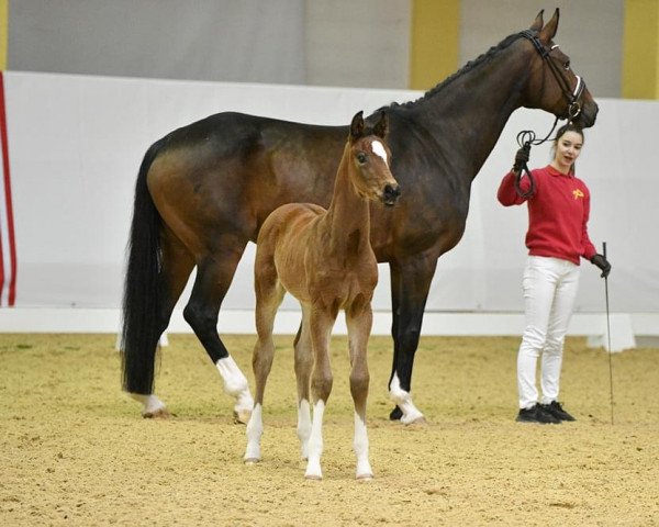 Dressurpferd Feronia (Österreichisches Warmblut, 2022, von For Romance I)