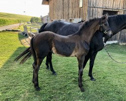 dressage horse Struwwelpeter (Austrian Warmblood, 2022, from So Perfect)