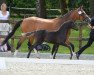 dressage horse Himiko vom Derkingshof (German Riding Pony, 2022, from Herzbube D WE)