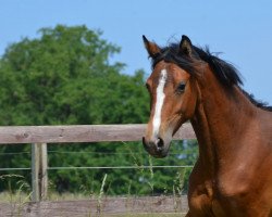 horse Cascaya vom Derkingshof (Deutsches Reitpony, 2021, from Top Champion)