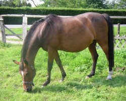 broodmare Niagara (German Riding Pony, 1994, from Nils)