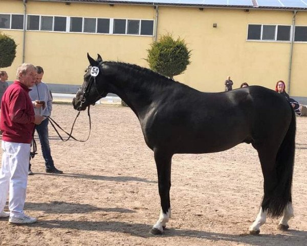 stallion Cornetto KV (Dutch Pony, 2016, from Coelenhage's Purioso)