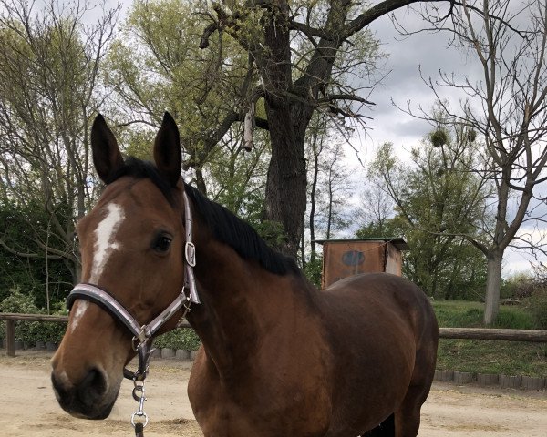 broodmare Carisma (German Sport Horse, 2005, from Collini)