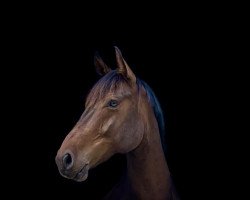 dressage horse Featherlight (Hanoverian, 2017, from Tannenhof's Fahrenheit)