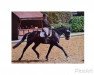 dressage horse Floretta M (Hanoverian, 2009, from Fuerst Rousseau)