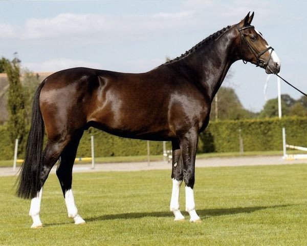 stallion S.Alba 71 (Royal Warmblood Studbook of the Netherlands (KWPN), 1999, from Germus R)