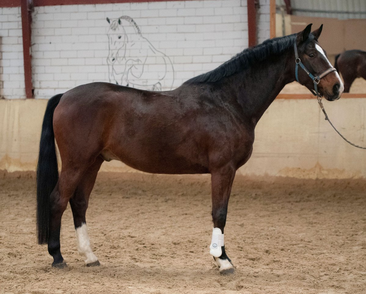 jumper Florino M (Hanoverian, 2017, from Florenz 71)