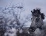 broodmare Drottning von Asgard (Iceland Horse, 2001, from Spuni fra Graenuhlid)